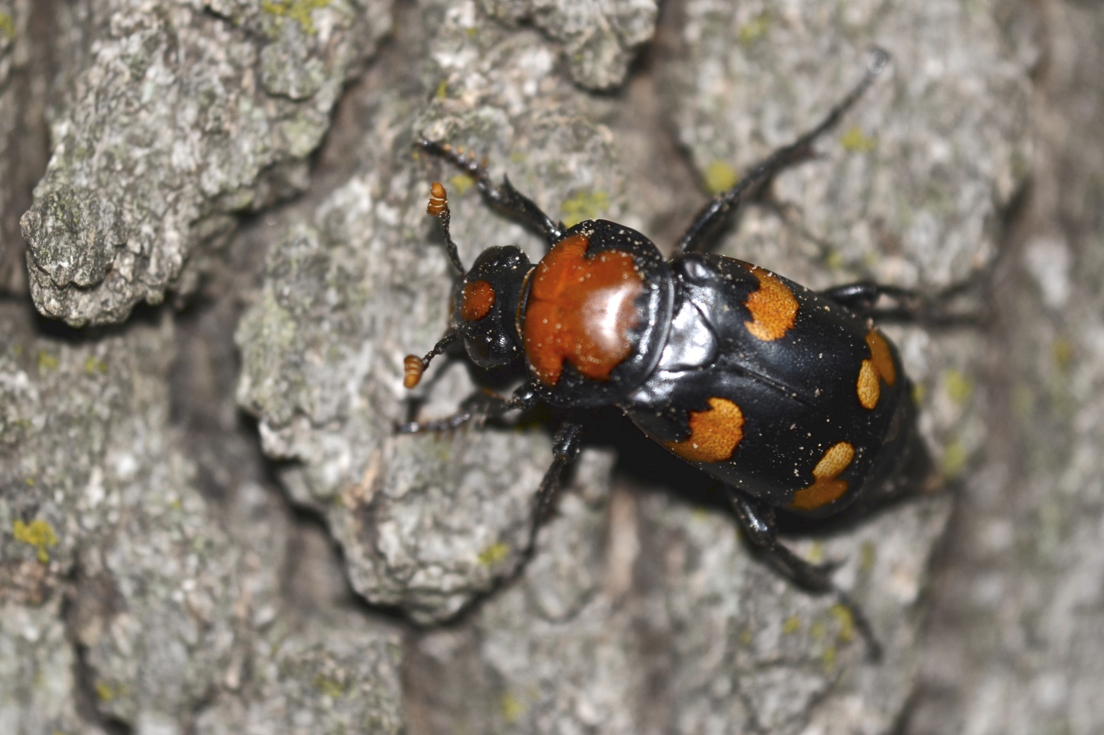 American Burying Beetle 3usfwsjpeg 2149